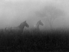 horses-aa-copy