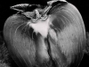 mel_schnur-1-persimmon-cut-copy