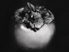 persimmon-1-copy